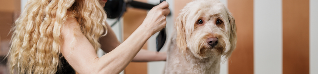 Hundefell pflegen – So bleibt das Fell Ihres Hundes gesund & glänzend