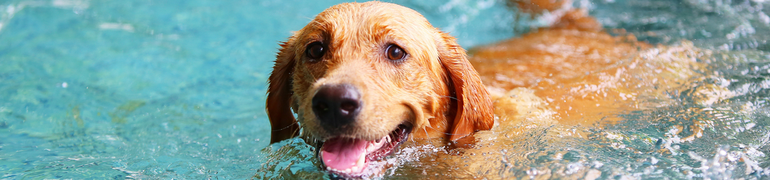 So schützt du deinen Hund vor Hitze, Sonnenbrand & Hitzschlag